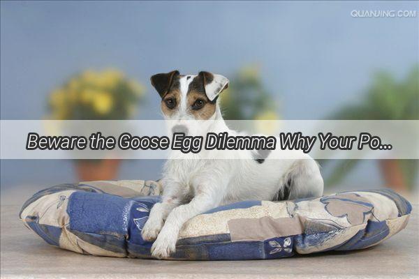 Beware the Goose Egg Dilemma Why Your Pooch Shouldnt Be Pecking at Fowl Delights